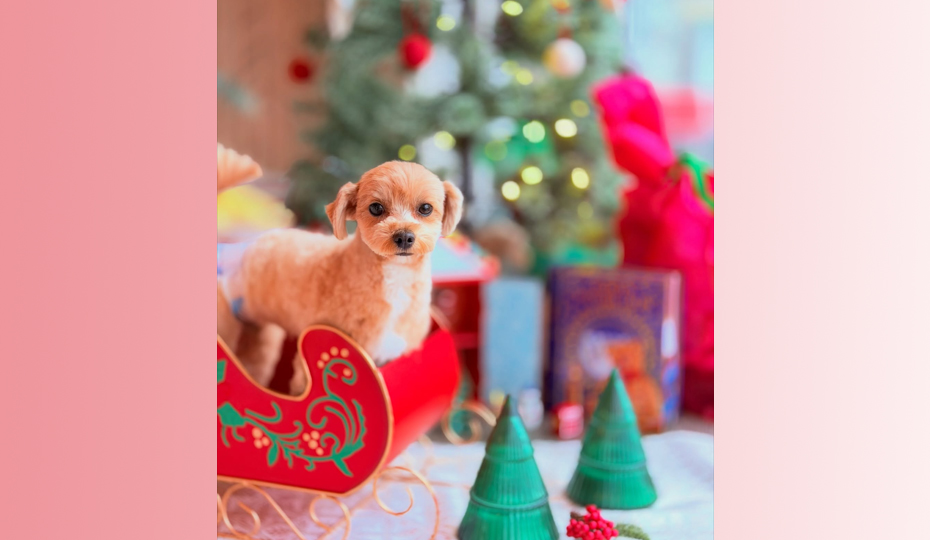 クリスマスフォトブース